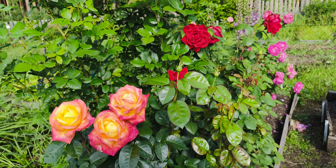 Эти розы растут в моем первом розарии... 2