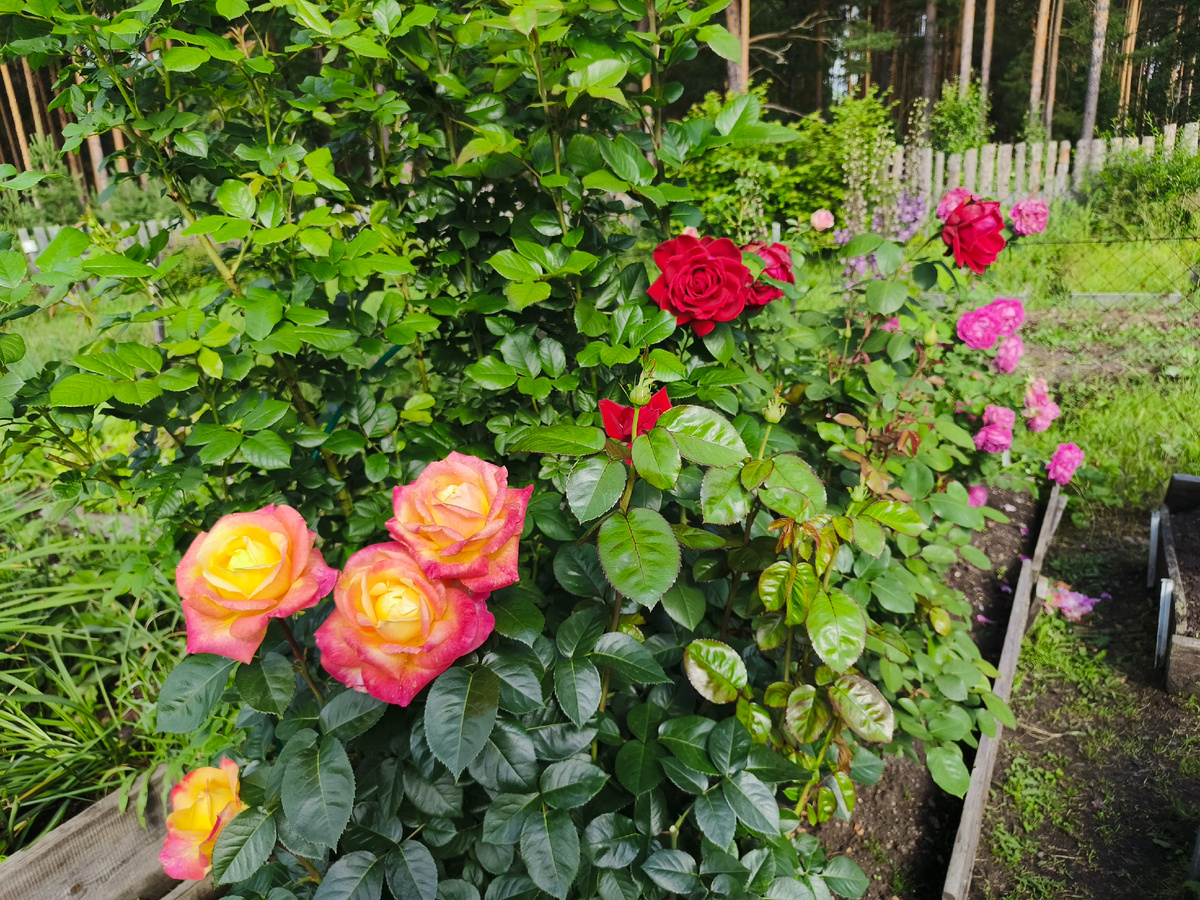 Восточный экспресс, Бургунд 81, Поль нейрон.