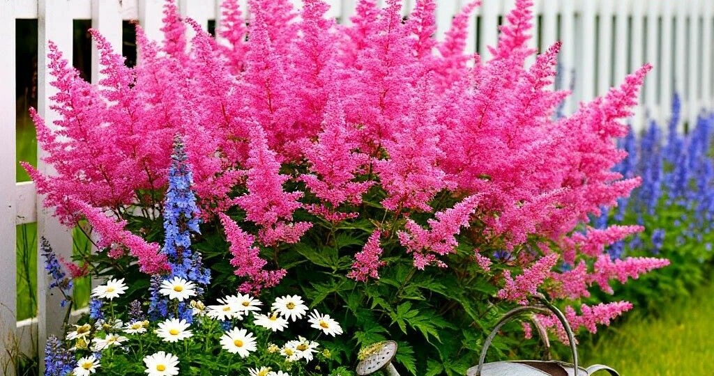 Ажурная нежность астильбы: от солнечного бордюра до тенистого миксбордера