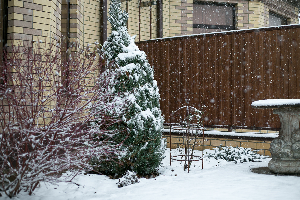 Автор фото Елена Якимова / Greenfingers