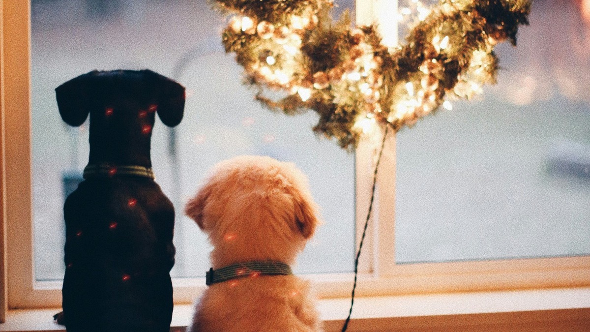    Громкие звуки — один из главных источников стресса в праздники