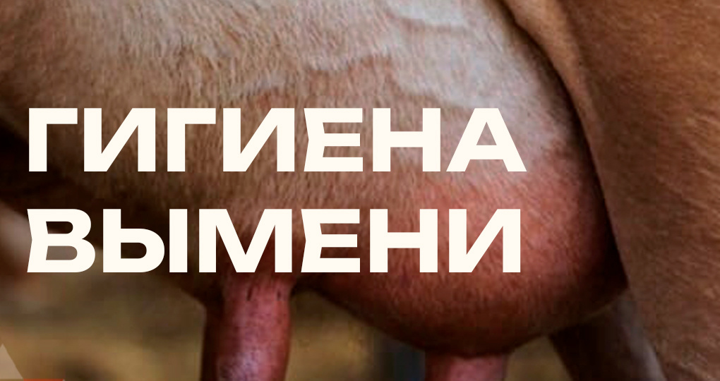 Гигиена вымени: основа здоровья стада и качества молока.
