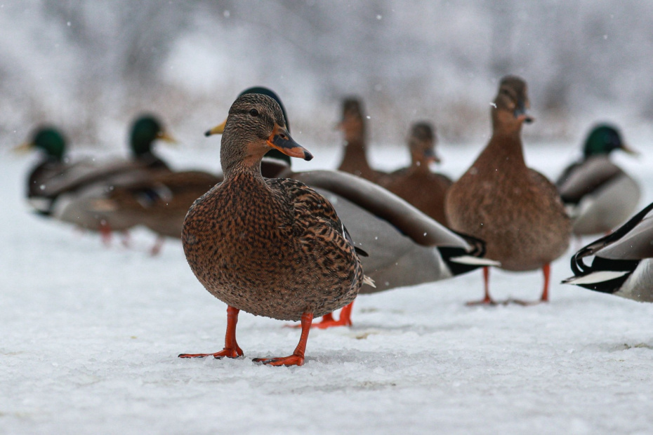    Сергей Булкин/NEWS.ru