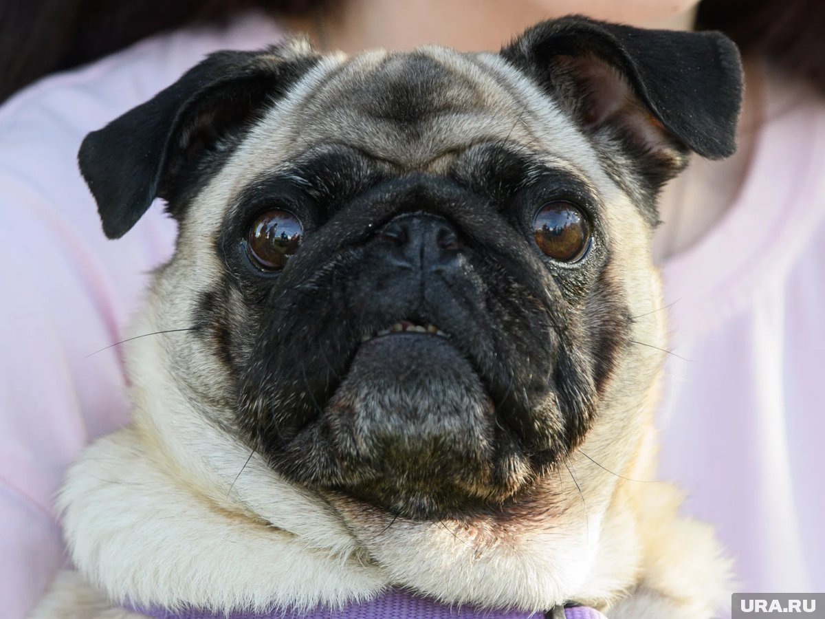     Глава государства подарил девочке из Красноярского края мопса