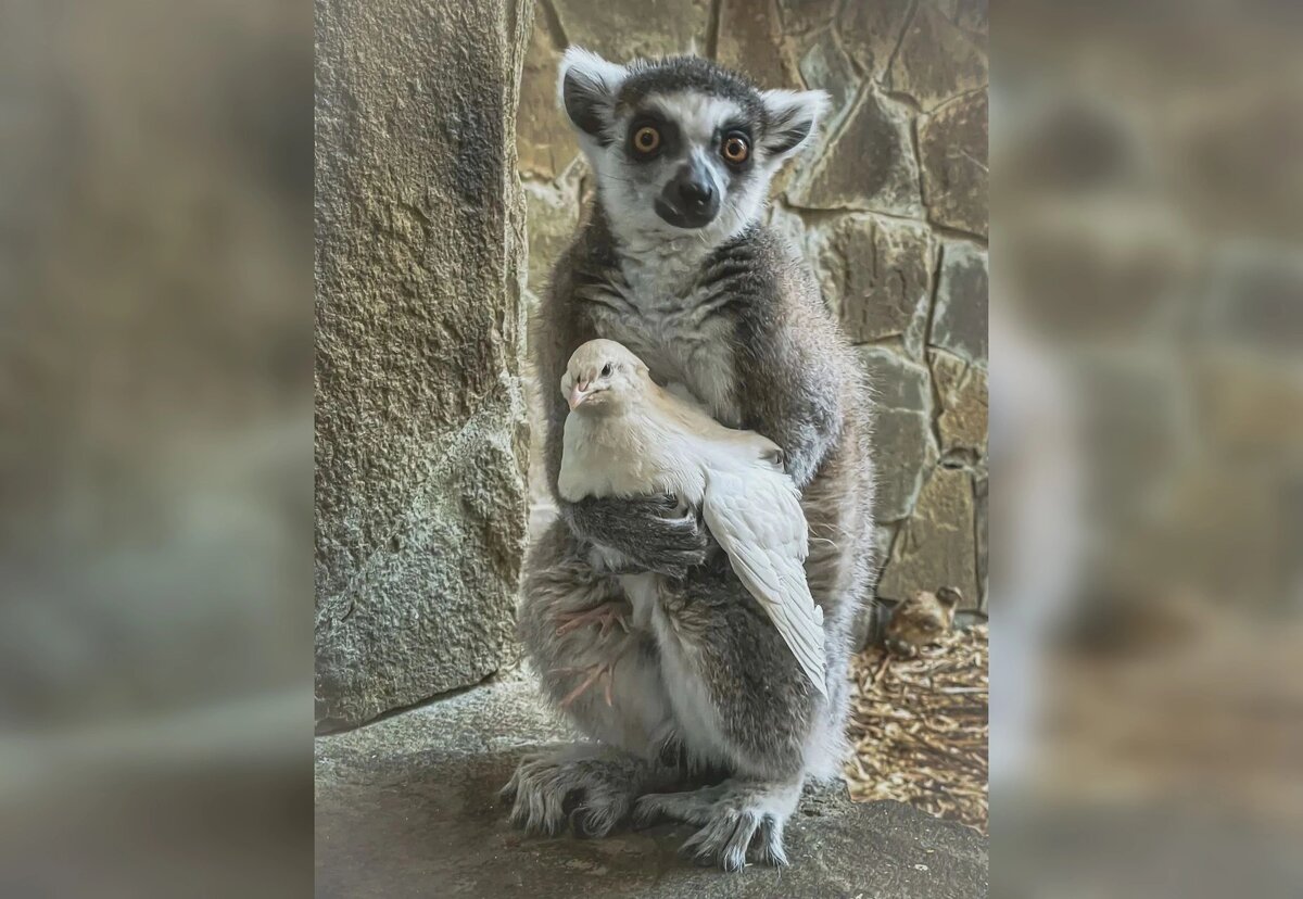    Фото: Ростовский-на-Дону зоопарк