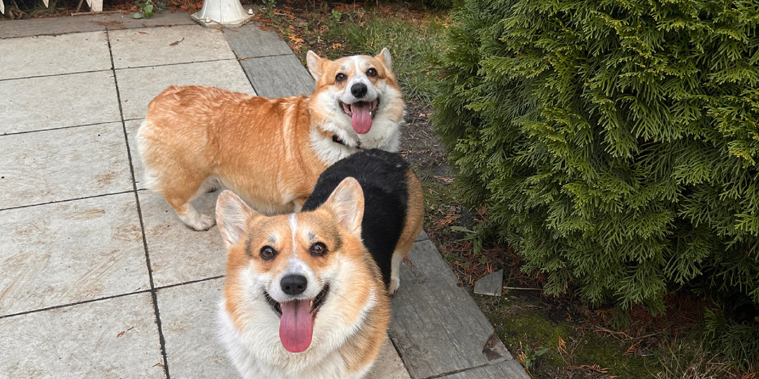 Ура! 🥳 Вас у нас уже 10 тысяч! 🐶❤️🤗