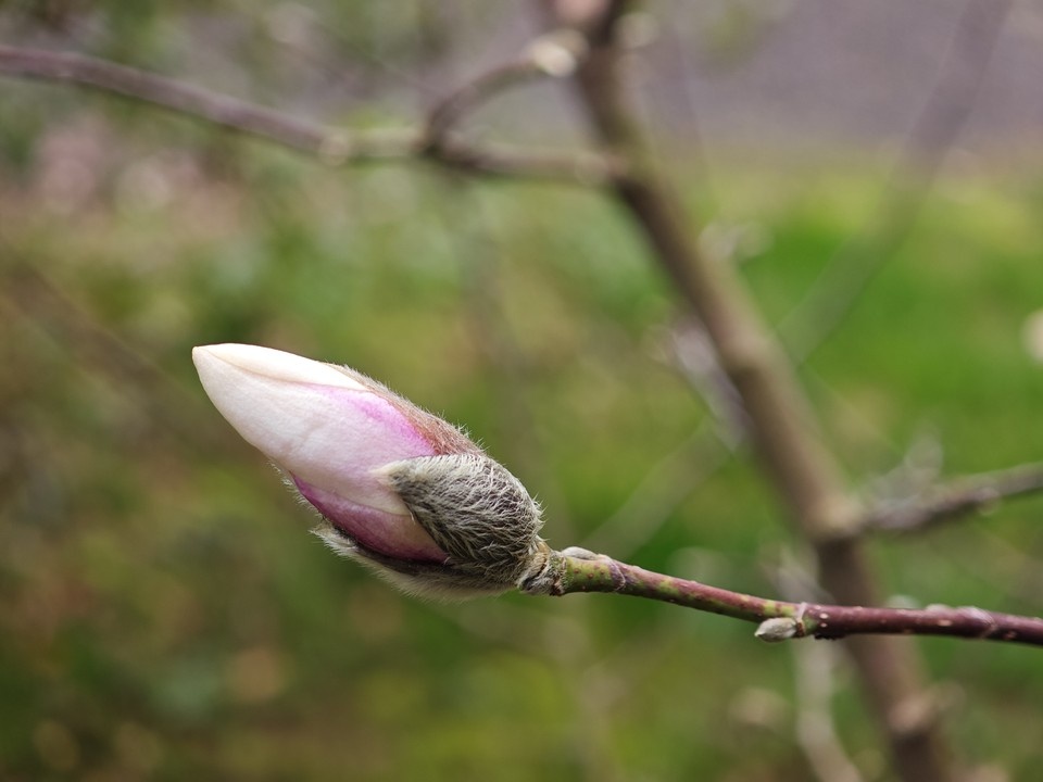    Фото: пресс-служба Сочинского нацпарка