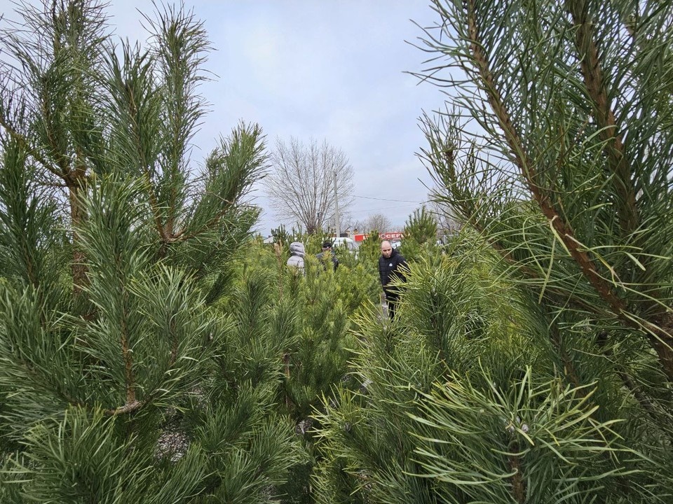    Елочных базаров в Волгограде стало меньше и покупателей там пока немного Инна ШЕРЕМЕТЬЕВА