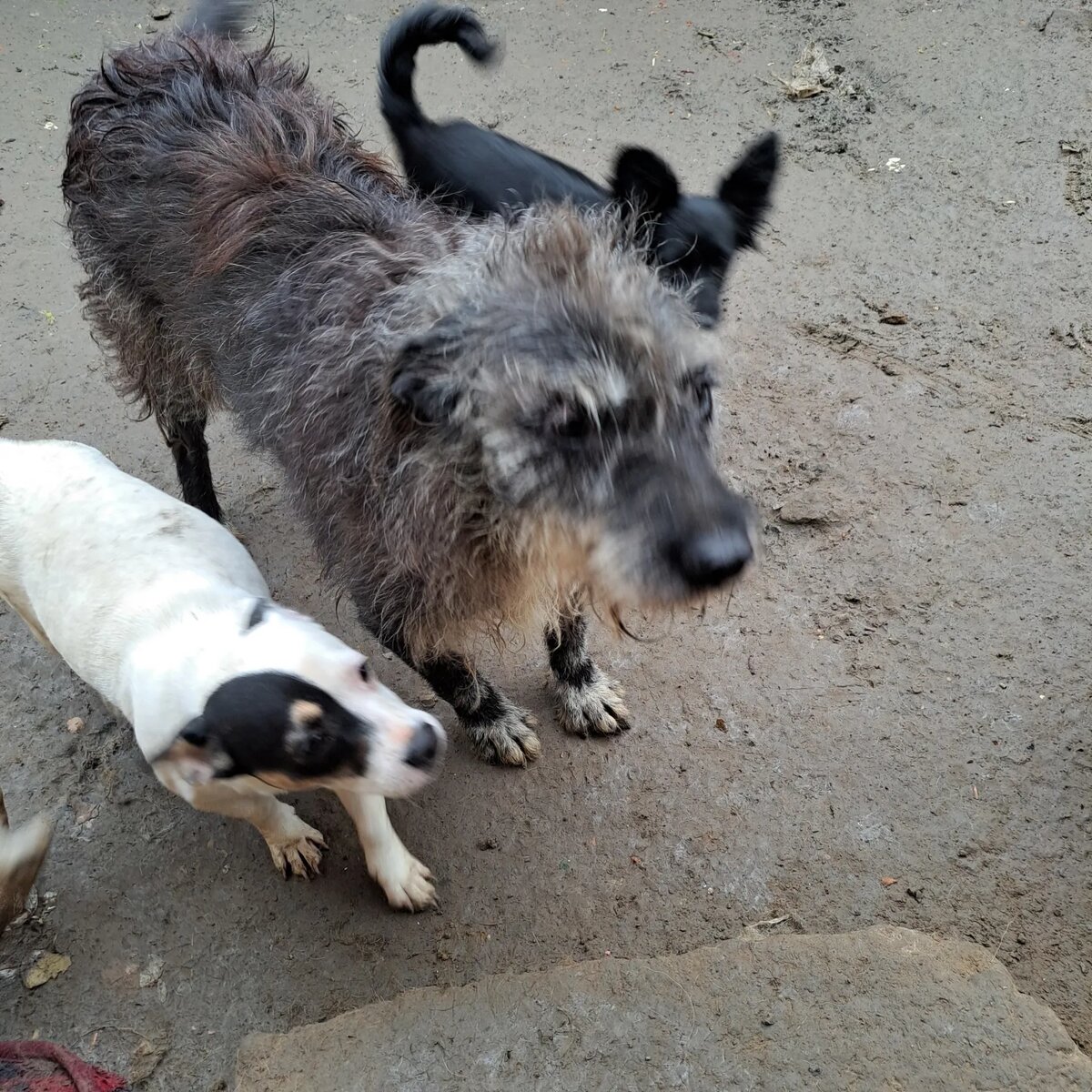 Челси дружит со всеми собаками и кошками