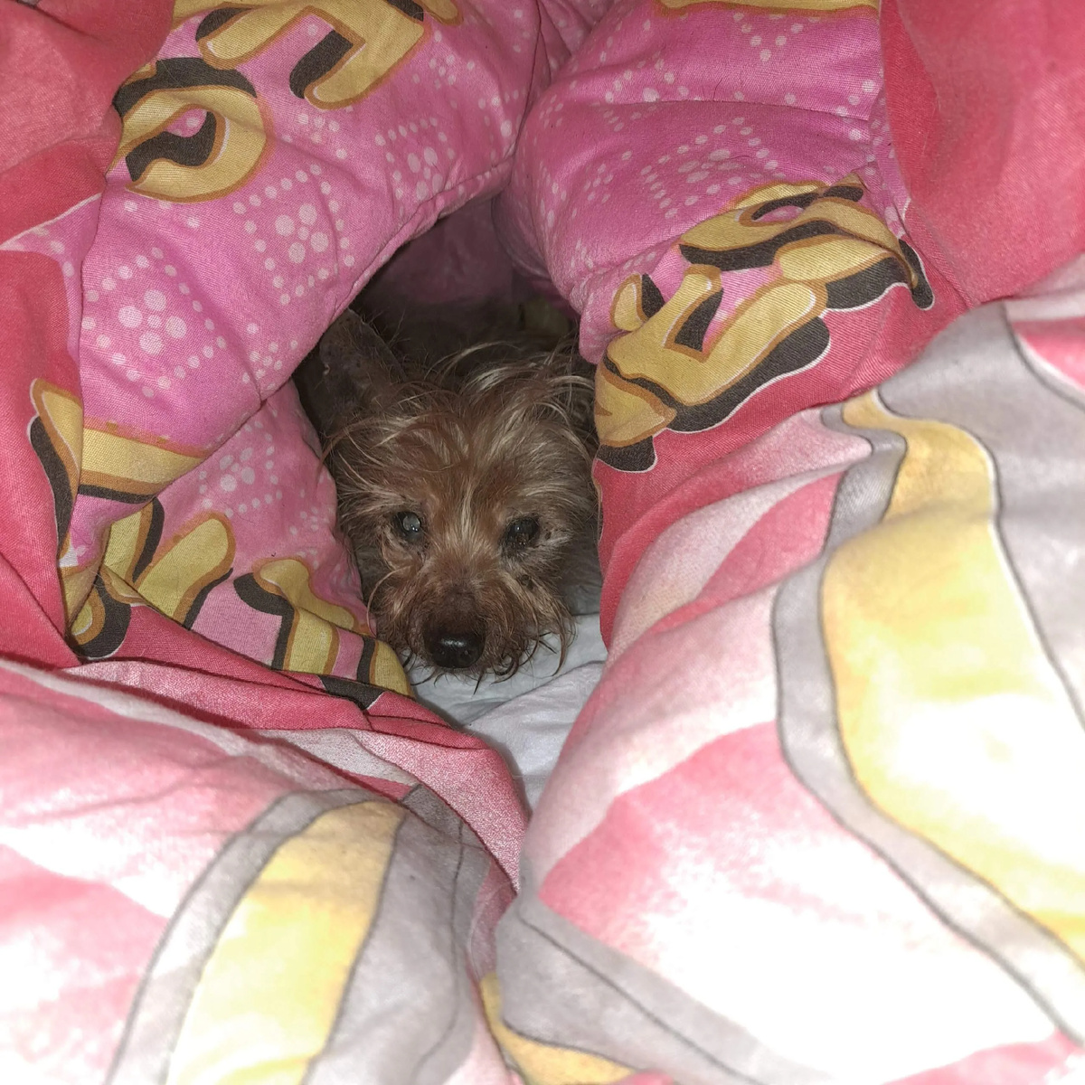 Ёжик так и живет в подаренном одеялке