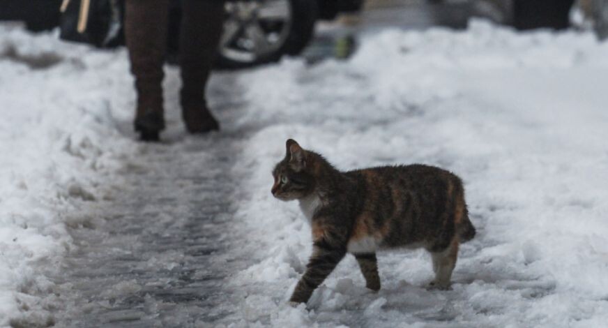    РИА «Новости»