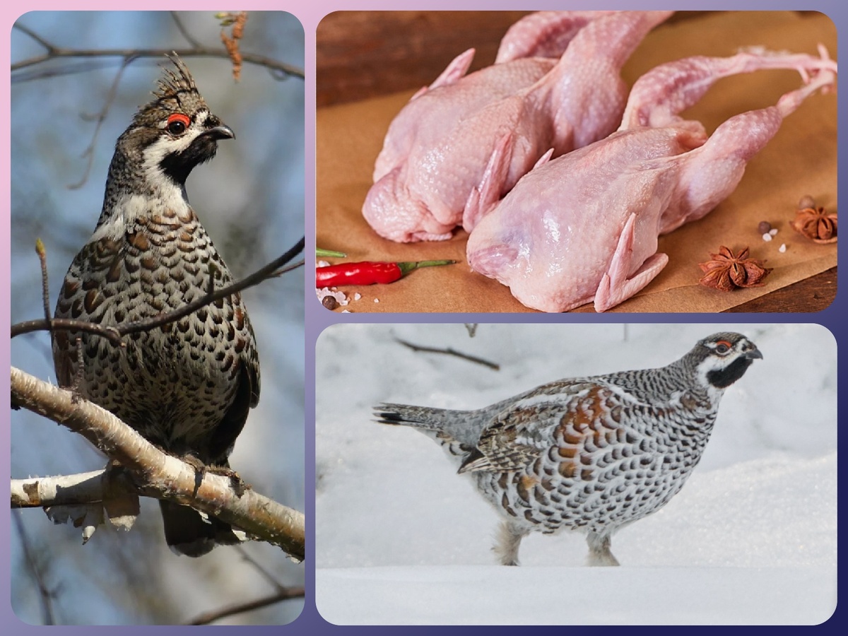 Рябчик (коллаж автора)