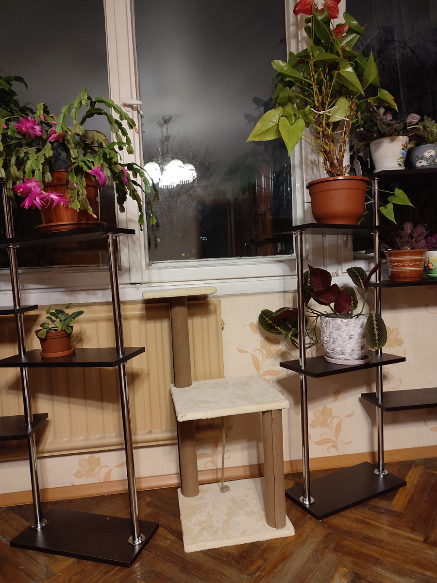 По центру когтеточку оставили, наша кошка с неё в окошечко смотрит