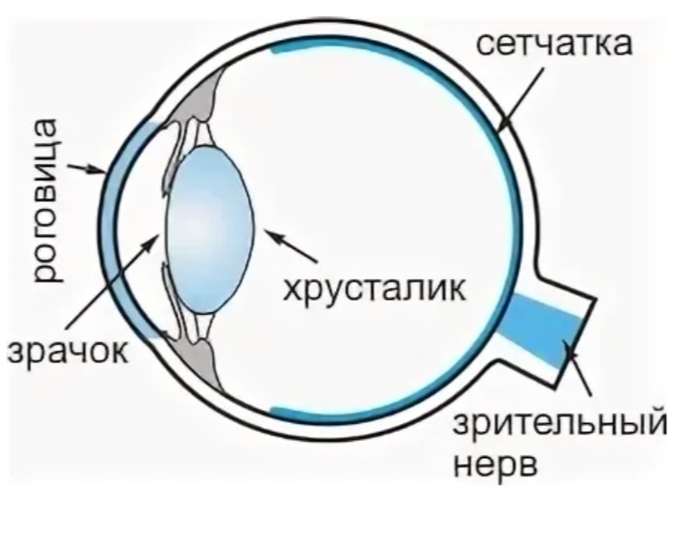 Изображение из Яндекс картинки 