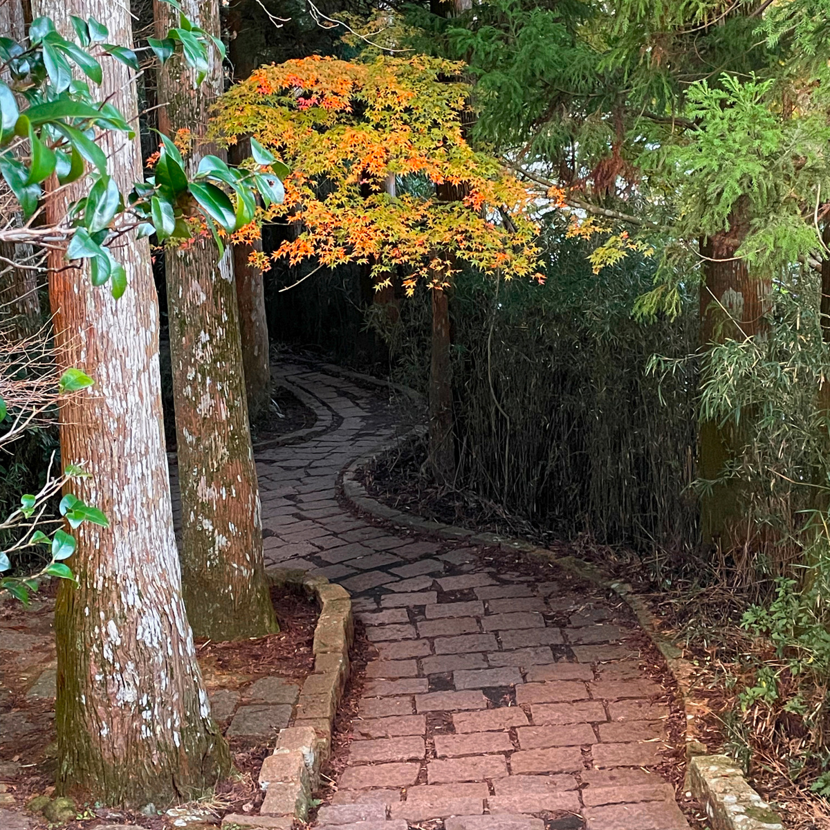 Тихая тропа среди деревьев в Японии