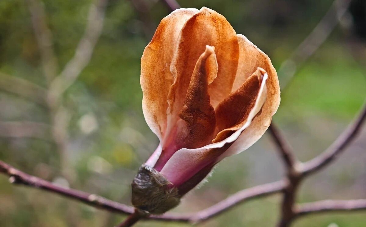    Фото пресс-службы Сочинского национального парка