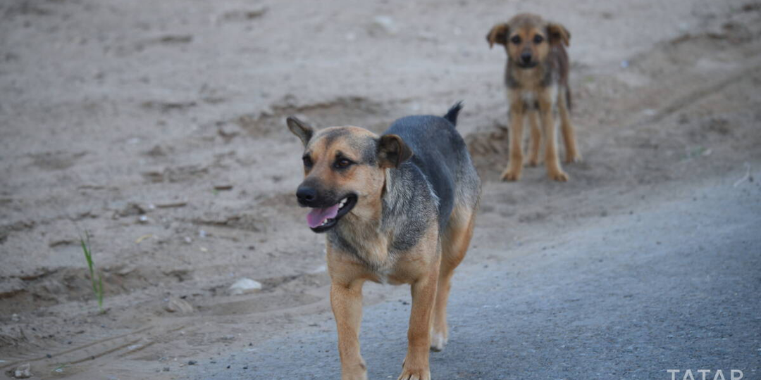В Татарстане ввели правила эвтаназии животных в экстренных случаях