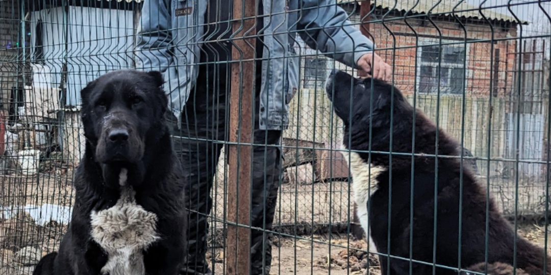 Владельцам собак