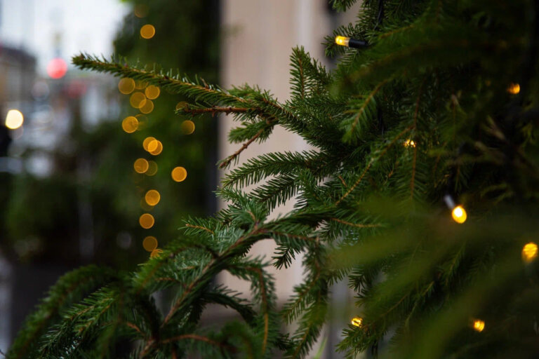    Фото: Общественная Служба Новостей Марта Леви