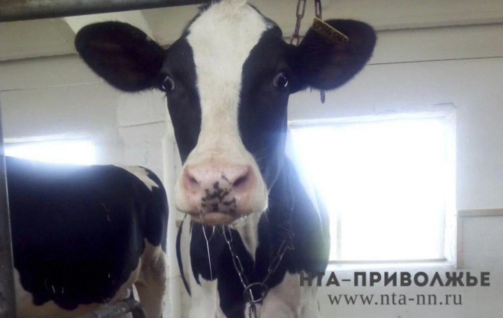    Программу развития молочной отрасли до 2030 года утвердили в Оренбуржье