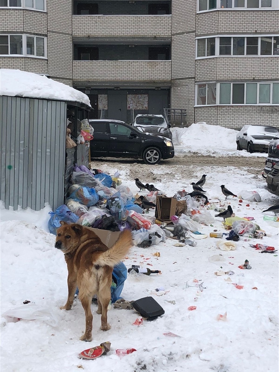    Чаллы.рф