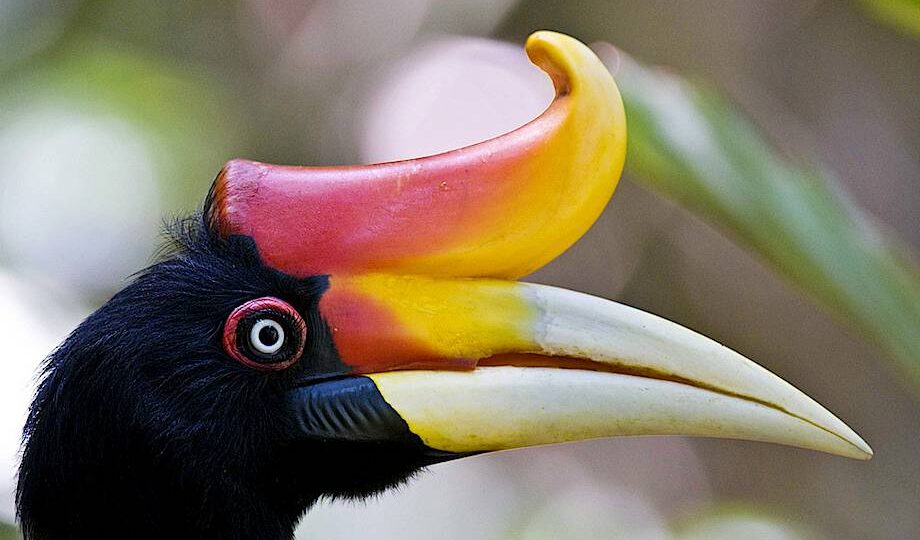 Зачем рога птицам-носорогам?