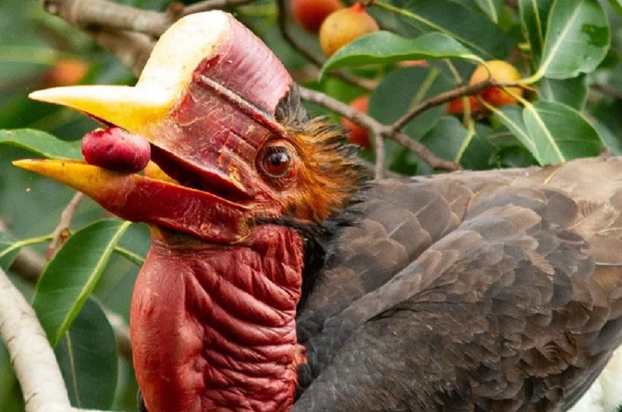 Шлемоклювый калао. Фотография из интернета