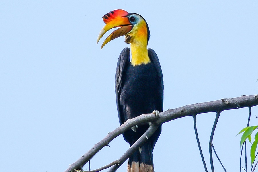 Морщинистый калао. Фотография из интернета