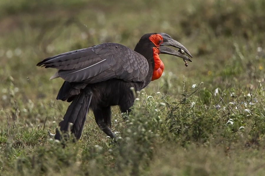 Кафрский рогатый ворон. Фотография из интернета
