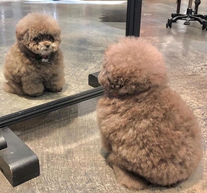 -А я точно не кот? У меня же тоже - лапки...