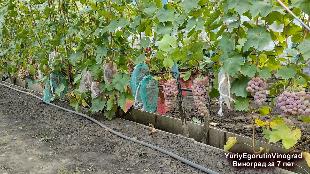 Одна плоскость этого куста.