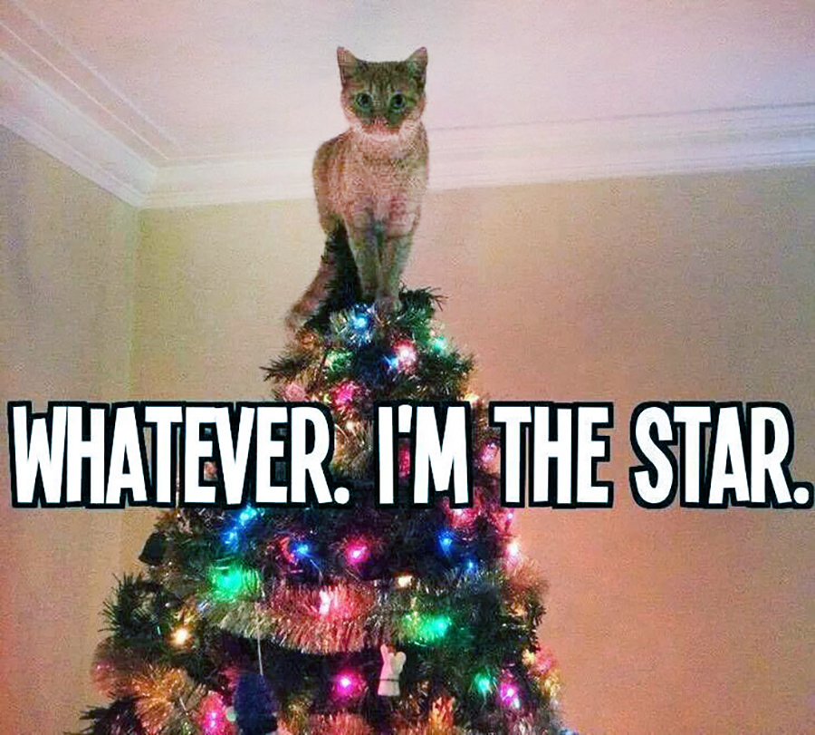 Котик - звездочка