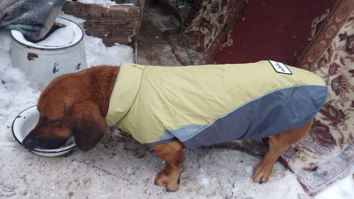     Фото: телеграм-канал «Протяни руку помощи»