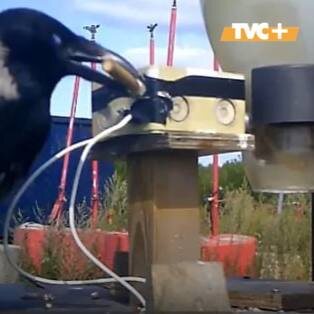 Ворона меняет окурок на корм.