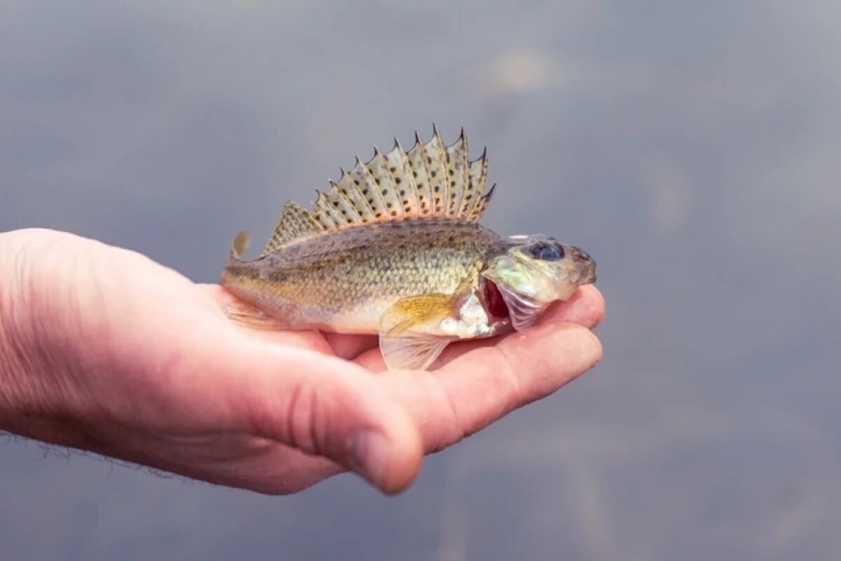    Нижегородского бизнесмена оштрафовали за продажу рыбы без документов