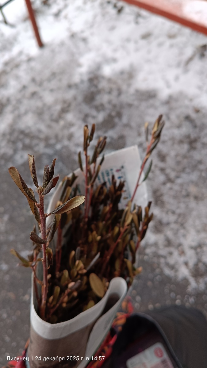 Листочки свернул на морозе.фото автора