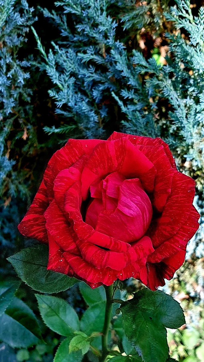 Рэд Интуишн. Ч/г роза