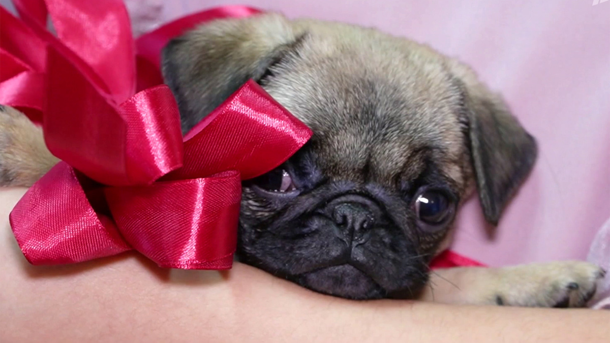    Первый канал