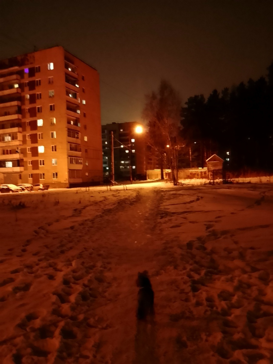 24 декабря, на прогулке