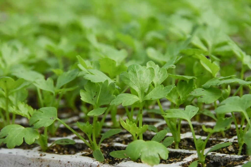 Фото: Гала Амарандо