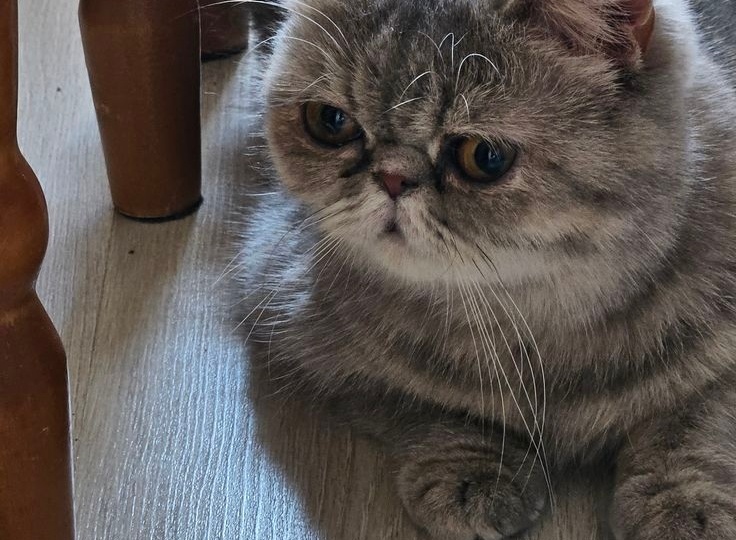 Кот метит уже год: что я, как зоопсихолог, увидела, что пропустили врачи