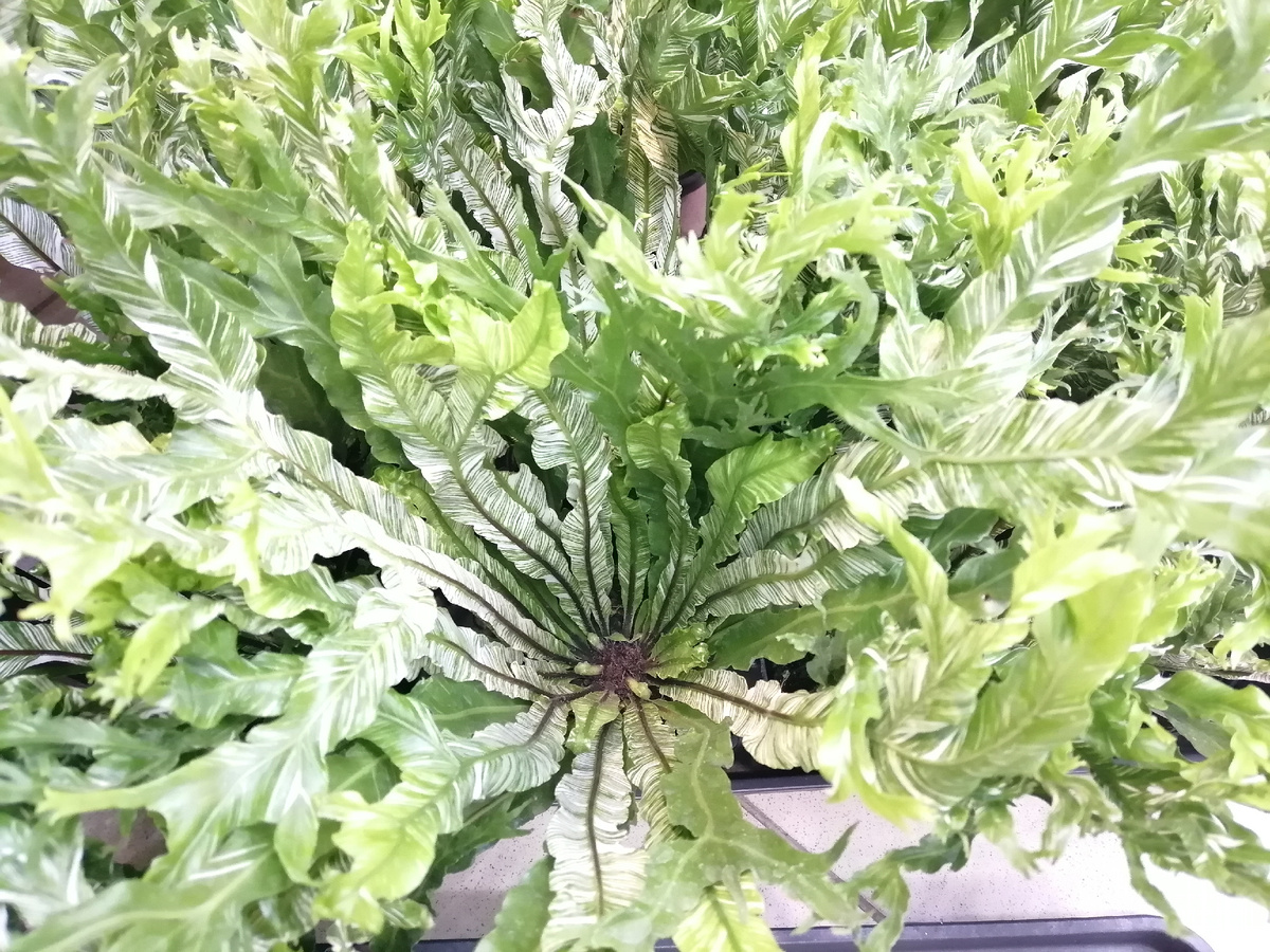 Папоротник Асплениум Вайт Мунлайт 