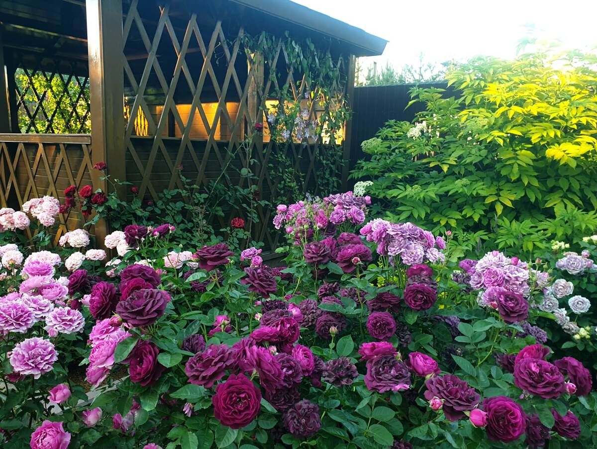 На переднем плане Твайлат Зоун в моём саду.