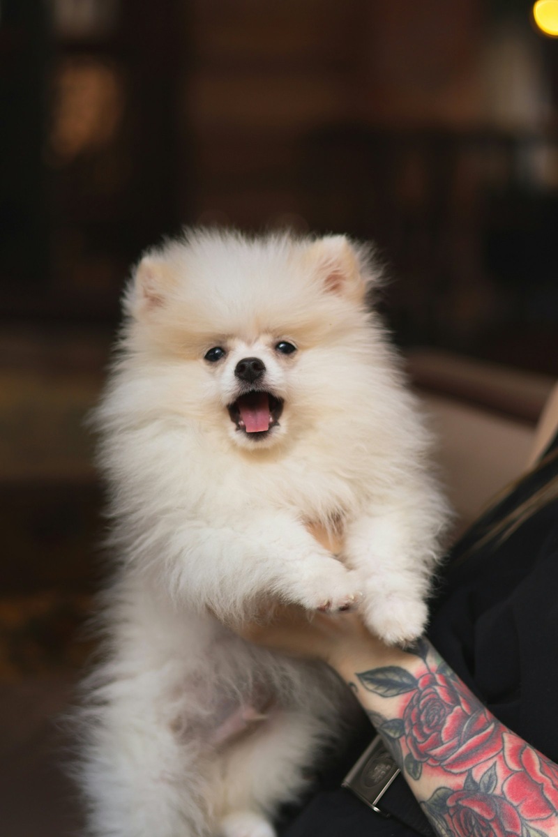    Померанский шпиц — порода, часто привлекающая внимание. Фото подобрано по теме статьи и не является истинным