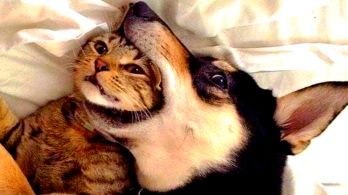 Собачья привычка дружелюбно мусолить кота в собственной пасти знаком многим вдадельцам! ЕЩЕ ФОТО --->>