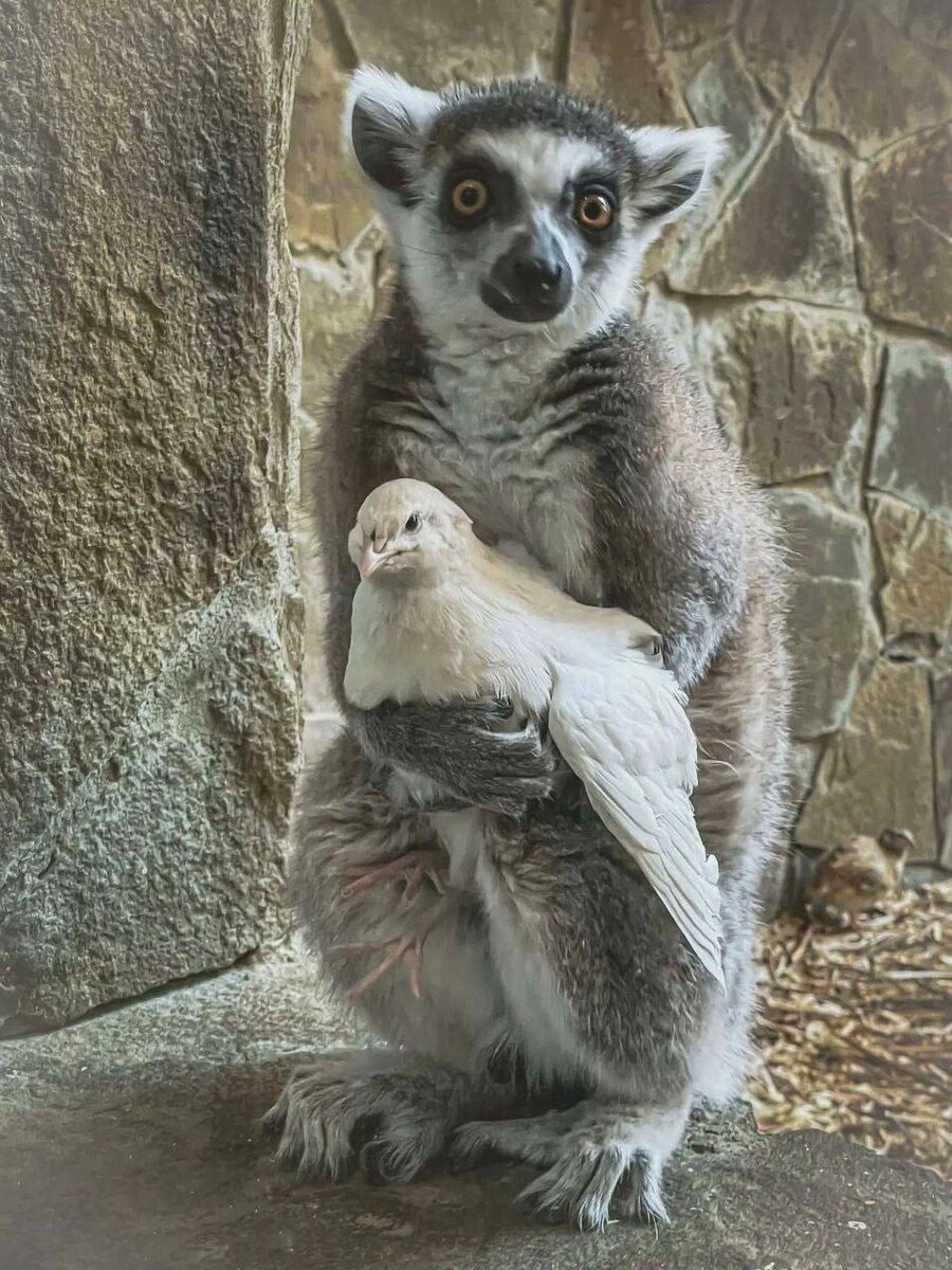 Фото из зоопарка в Ростове - на - Дону