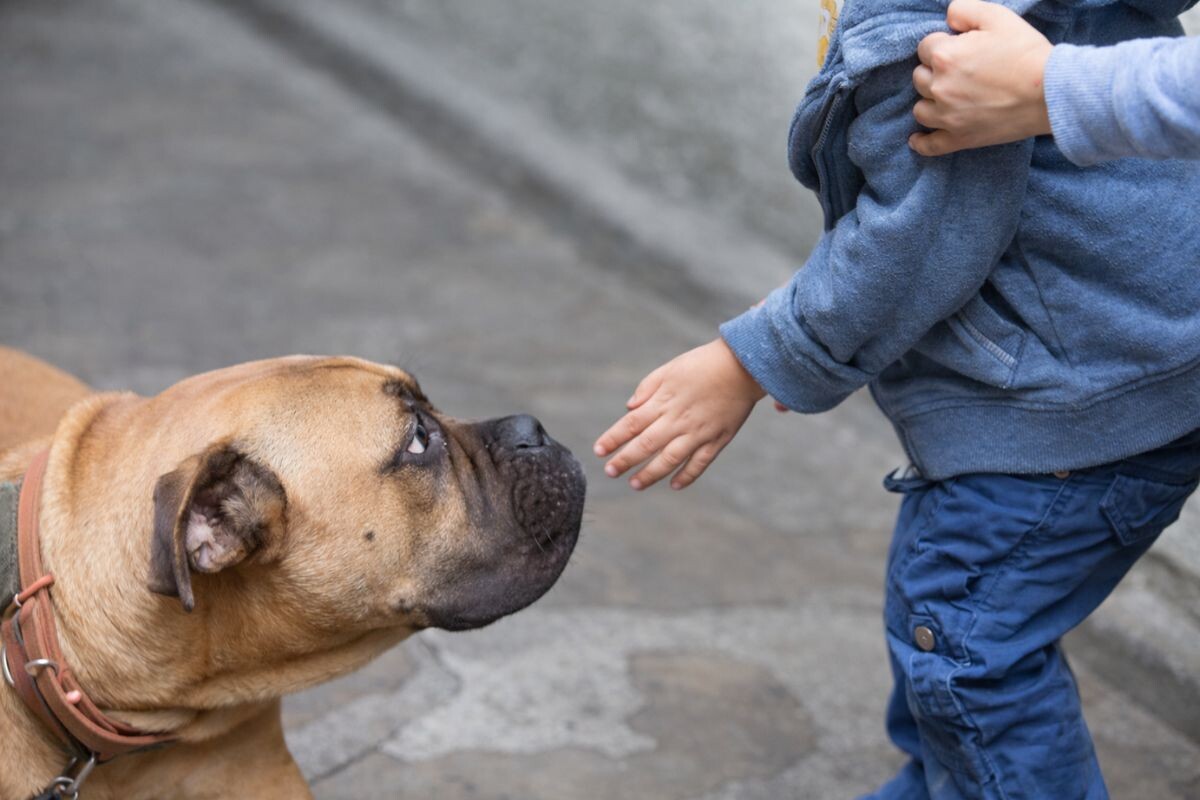 Собака с ребёнком 