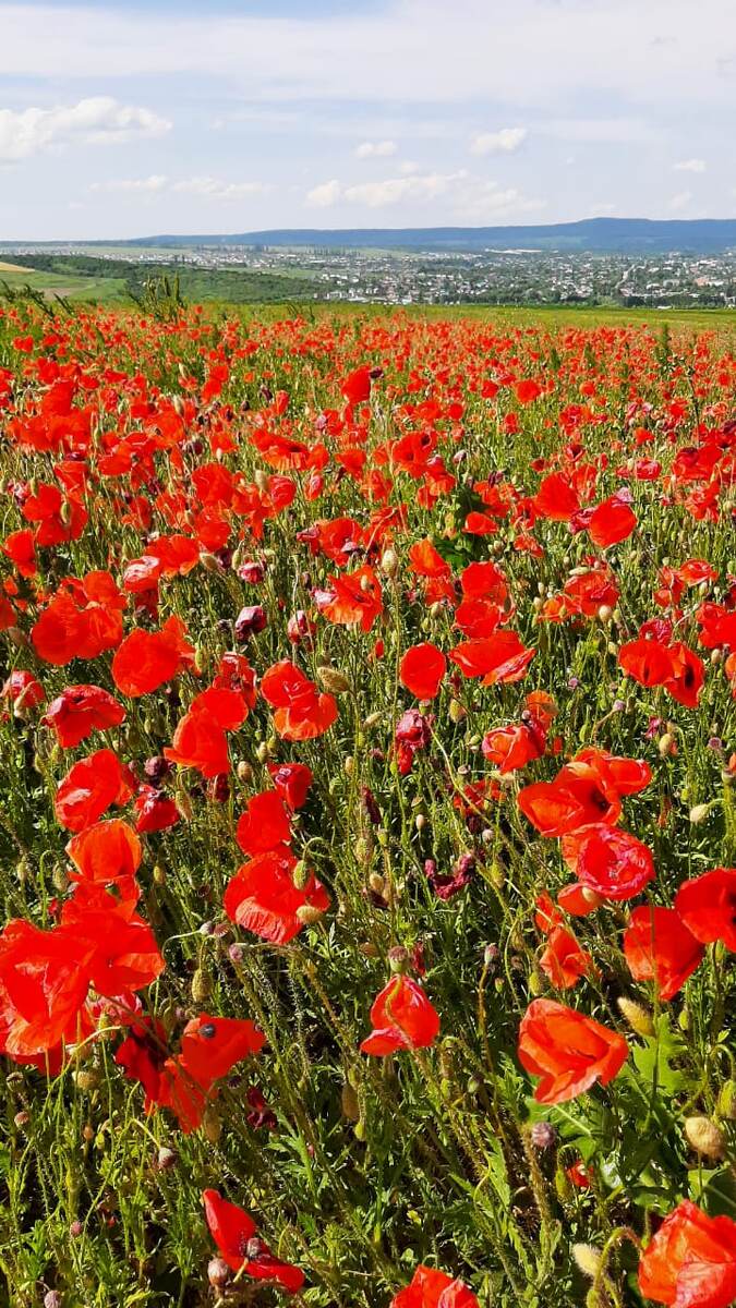 очень редкое в наших краях зрелище. Маки цветут очень мало, а тут повезло что не было ни ветра ни дождя. Я такую красота наблюдала за десять лет первый раз. 