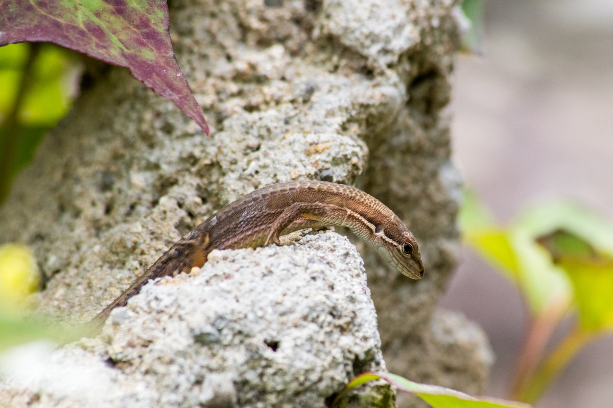 Японская травяная ящерица