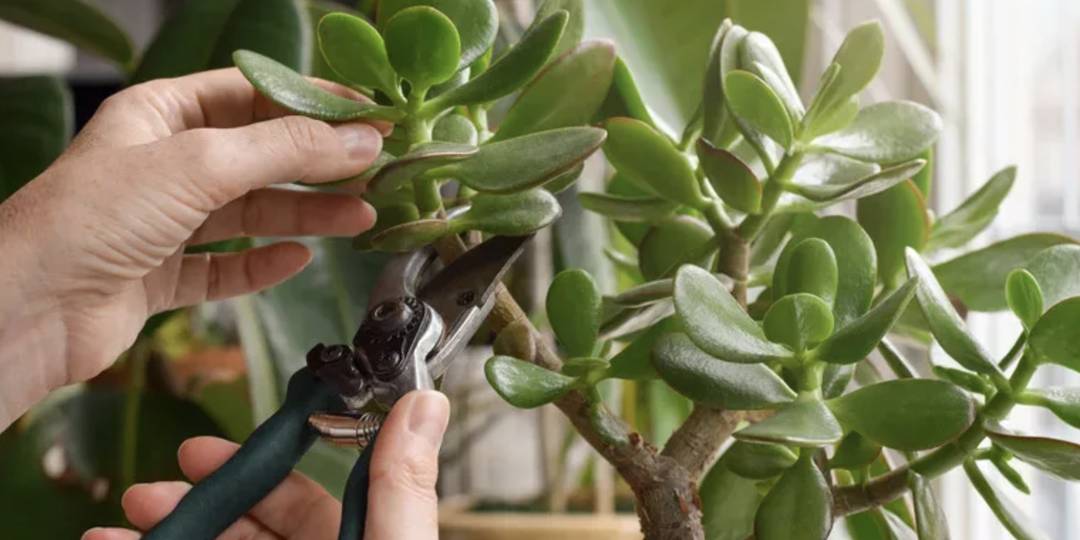 Денежное дерево. Формирование кроны, советы по обрезке для красоты и пышности.